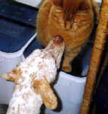 Orange Dal and cat