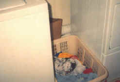 Belle in laundry basket