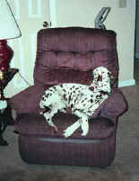 Ringo in Chair
